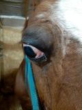 Аденокарцинома слёзной железы у лошади. Фото 1. Внешний вид поражённого глаза