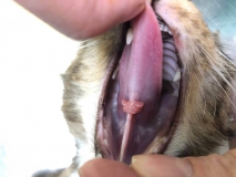 Эозинофильная гранулема слизистой языка у кошки. Внешний вид новообразования. Рис. 1