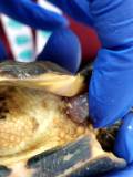 Фиброма кожи у среднеазиатской черепахи. Внешний вид новообразования. Рис. 1