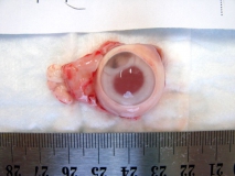 Иридоцилиарная аденома глаза у кролика. Глазное яблоко после энуклеации. Рис. 1