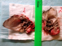 Церуминозный цистоматоз у беспородной кошки. Пат. материал - ушная раковина. Рис. 03.