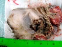 Церуминозный цистоматоз у беспородной кошки. Пат. материал - ушная раковина. Рис. 04.