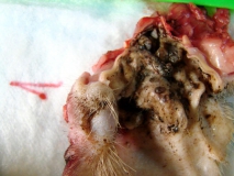 Церуминозный цистоматоз у беспородной кошки. Пат. материал - ушная раковина. Рис. 05.