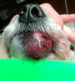 01 - Мастоцитома повышенной клеточности у собаки породы пудель. Внешний вид новообразования на нижней губе.