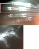 04 - Плоскоклеточный ороговевающий рак фаланги пальца у собаки породы ризеншнауцер. Повторное рентгенологическое исследование, спустя неделю.