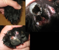 05 - Плоскоклеточный ороговевающий рак фаланги пальца у собаки породы ризеншнауцер. Внешний вид повреждённого пальца перед операцией.