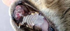 Одонтогенная опухоль у кошки породы мейн-кун. Фото 1. Внешний вид поражения.