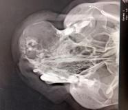 Одонтогенная опухоль у кошки породы мейн-кун. Фото 2. Рентген.