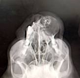 Одонтогенная опухоль у кошки породы мейн-кун. Фото 3. Рентген.