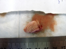 Папиллярная эндометриальная карцинома матки у кошки. Внешний вид. Рис. 1