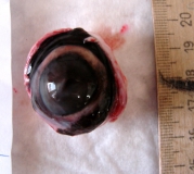 Увеальная меланома глаза у собаки. Глазное яблоко. Рис. 1
